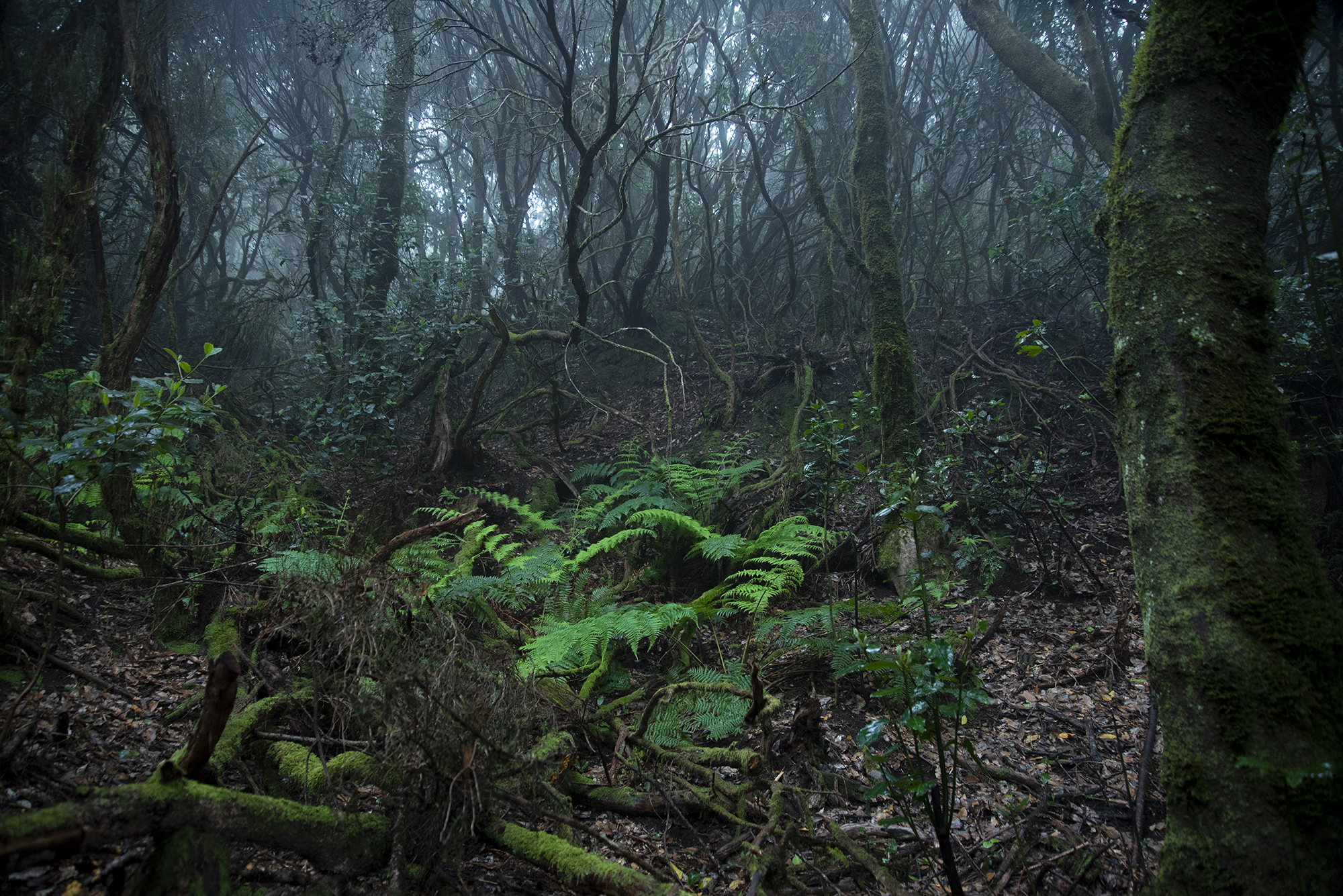 Bosque de Anaga